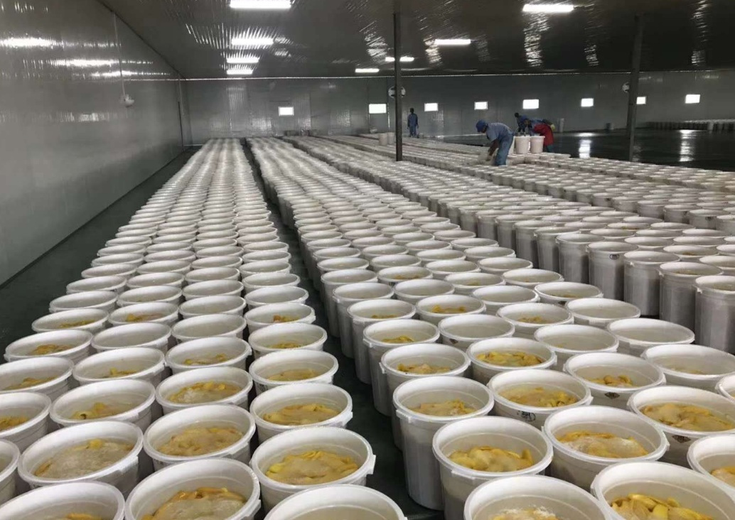 芒果不耐存儲,芒果烘干機(jī)解煩憂! 芒果不耐存儲,芒果烘干機(jī)解煩憂!